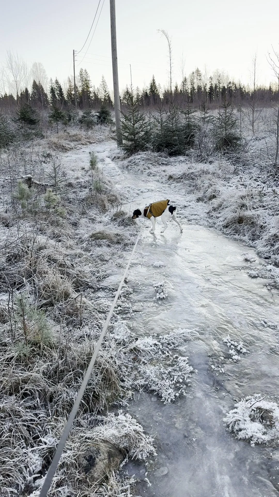 Tintin – 21.11.2025, video 38