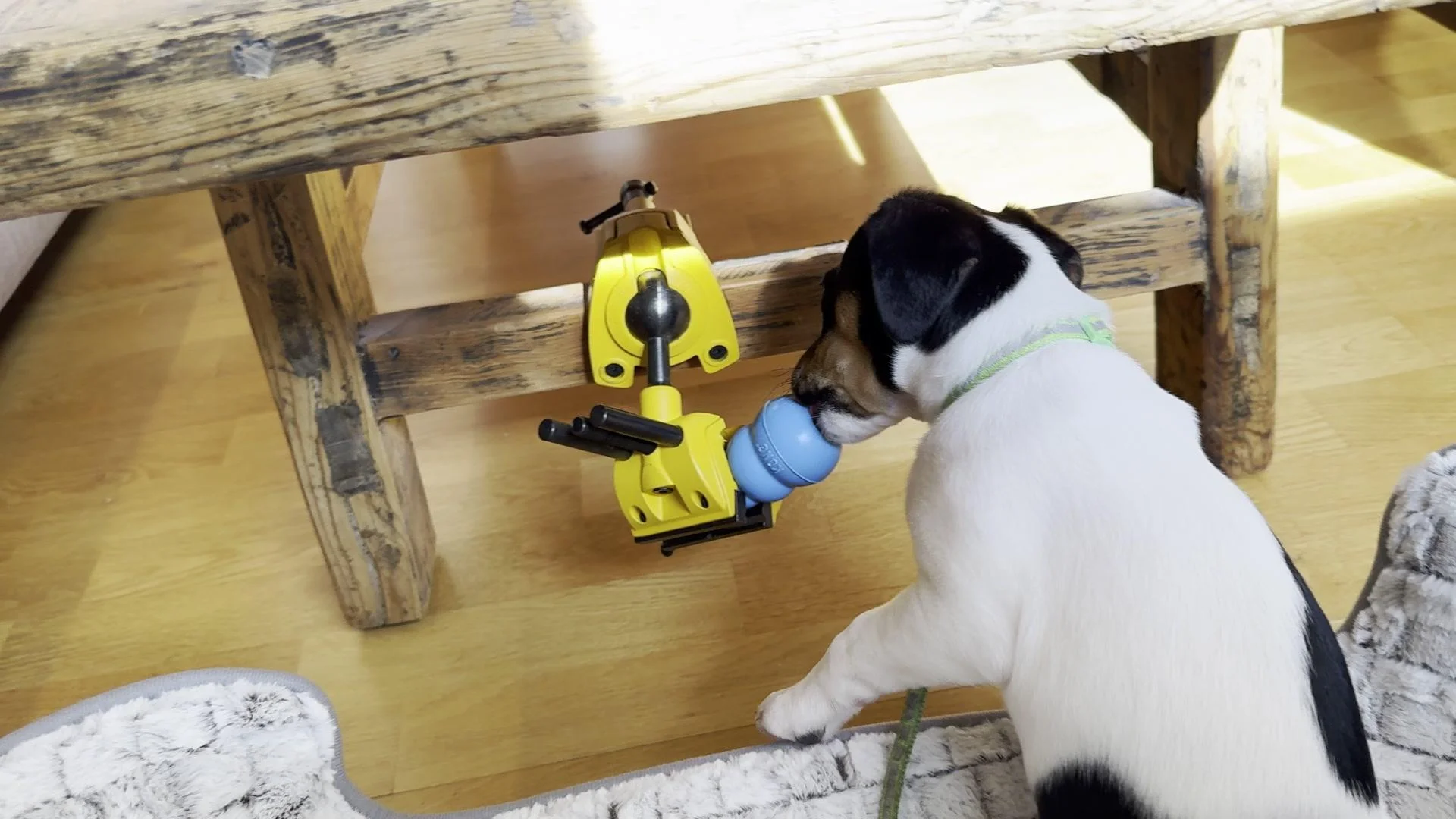 Tintin – 14.06.2025, video 117
