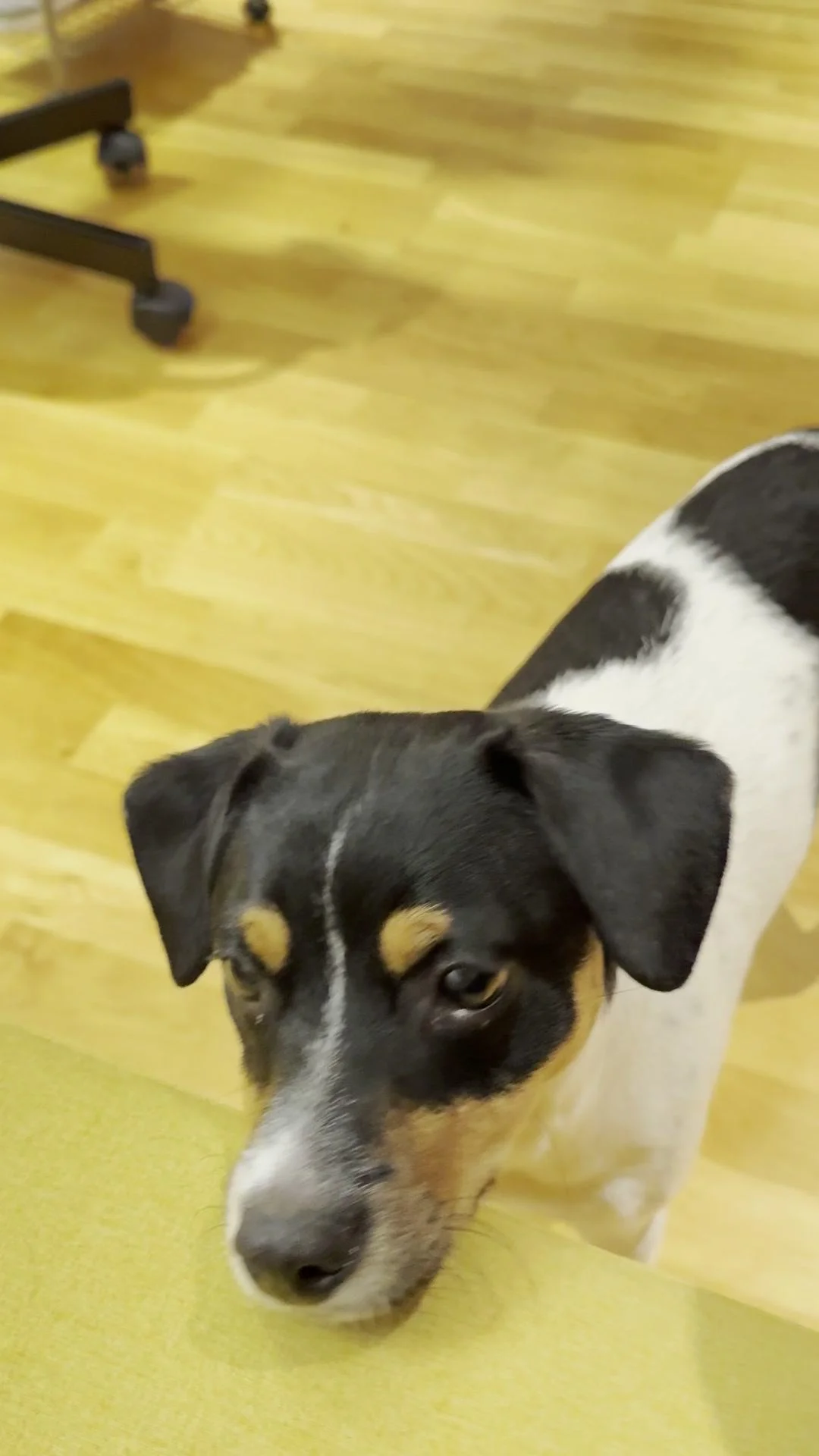 Tintin – 13.11.2025, video 45