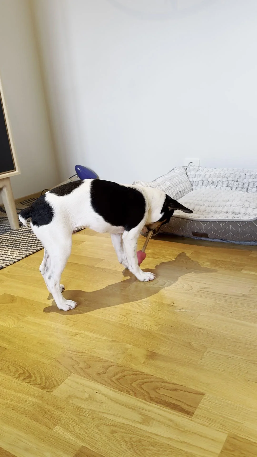 Tintin – 31.07.2025, video 95