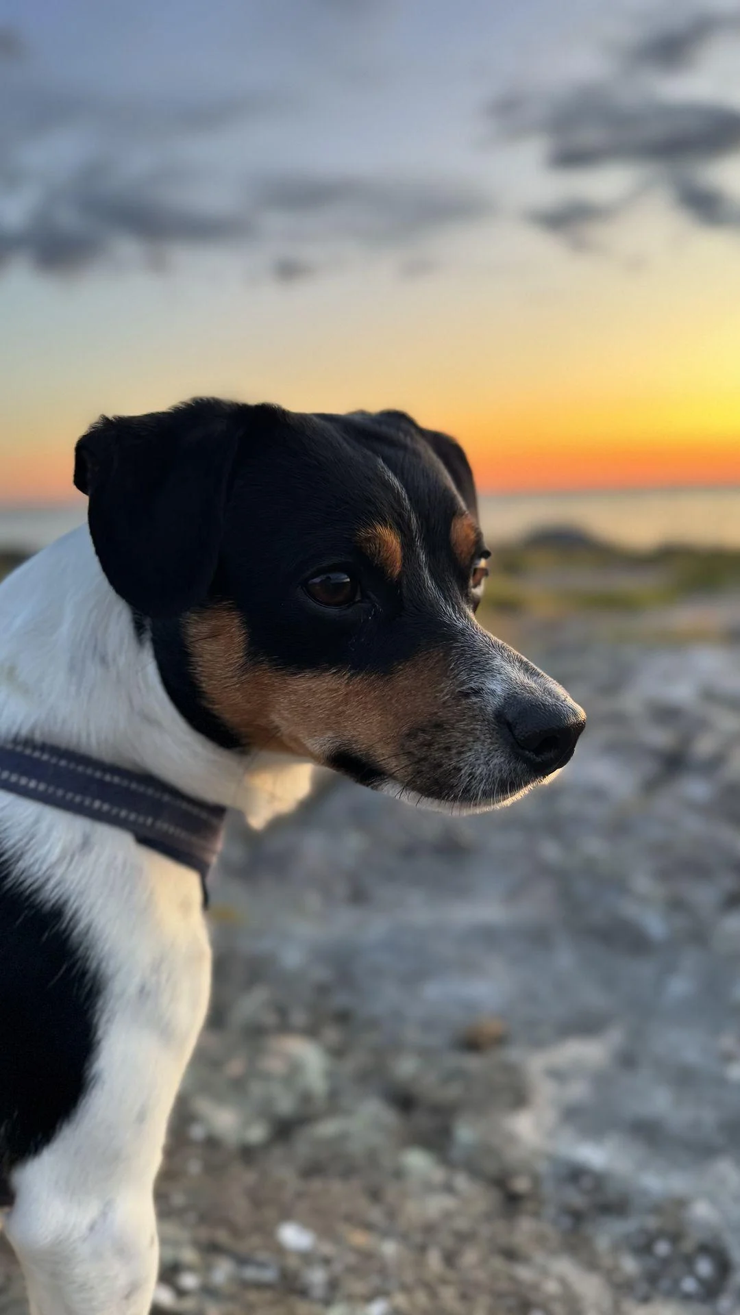 Tintin – 20.07.2026, bilde 24
