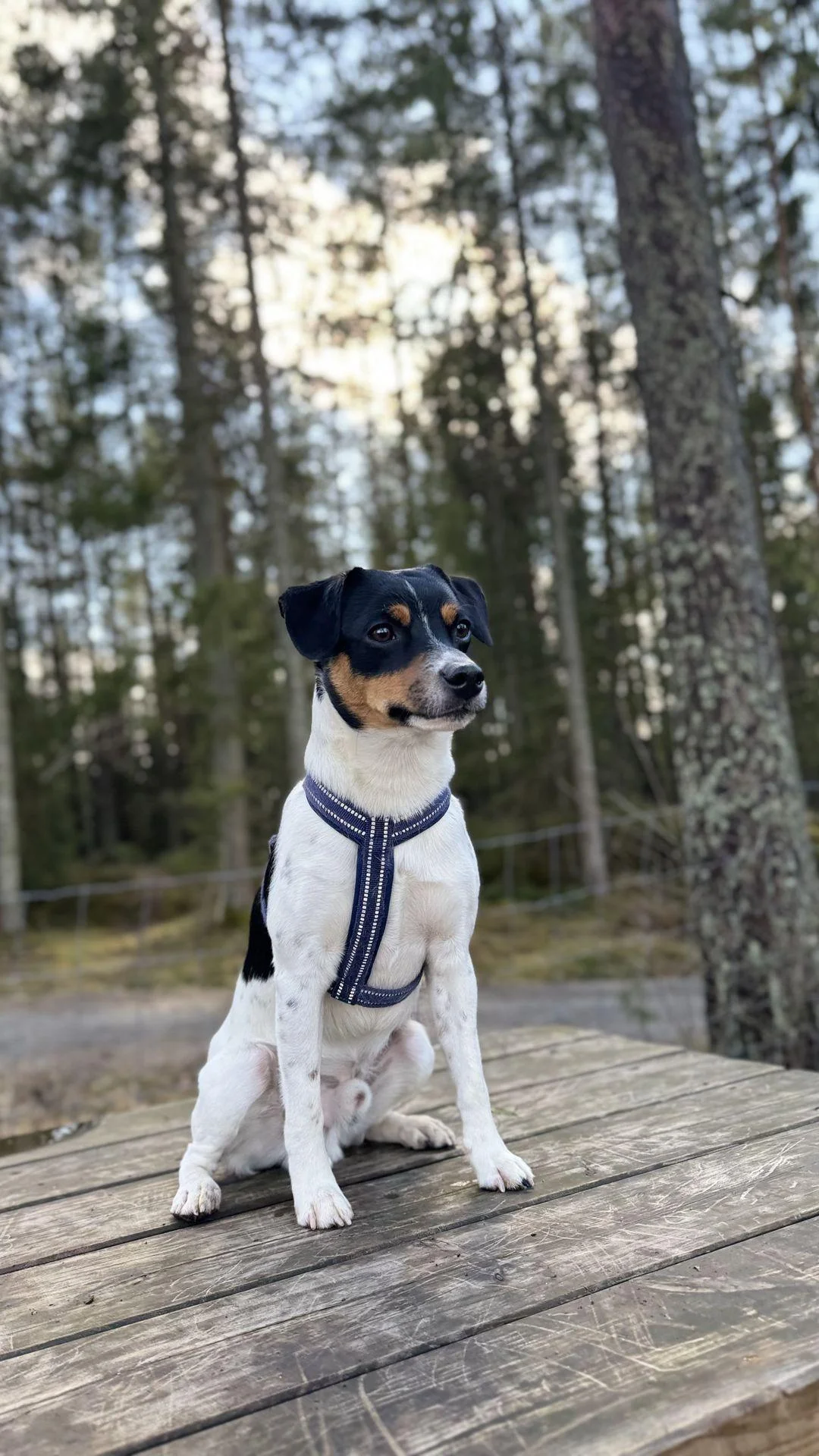 Tintin – 30.03.2026, bilde 34