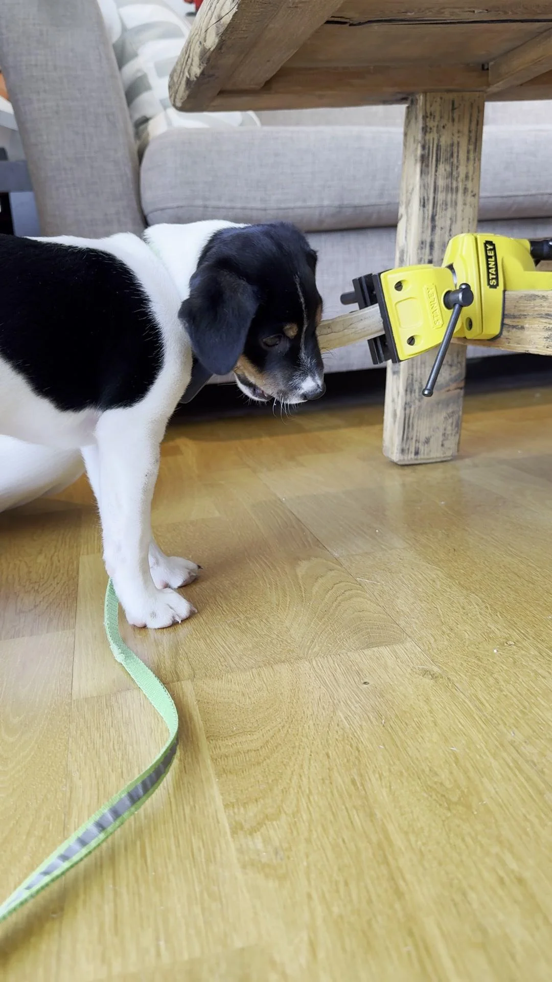 Tintin – 14.06.2025, video 119