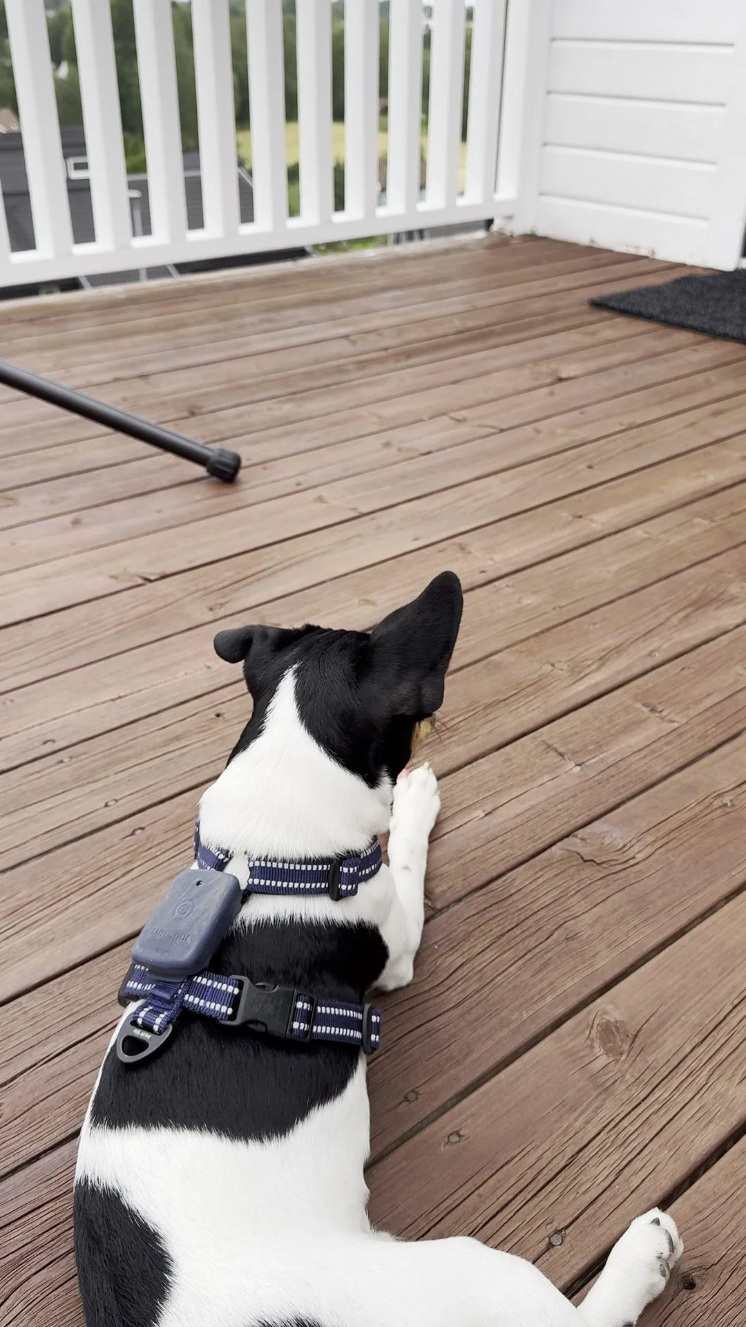 Tintin – 14.08.2025, video 85