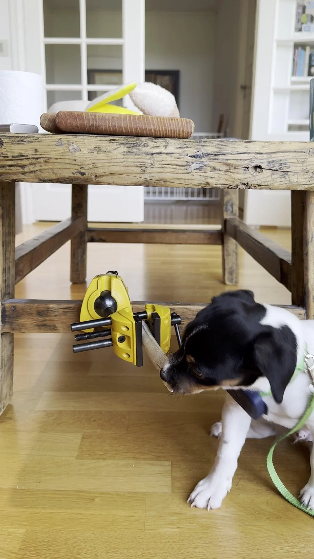 Tintin – 14.06.2025, video 120