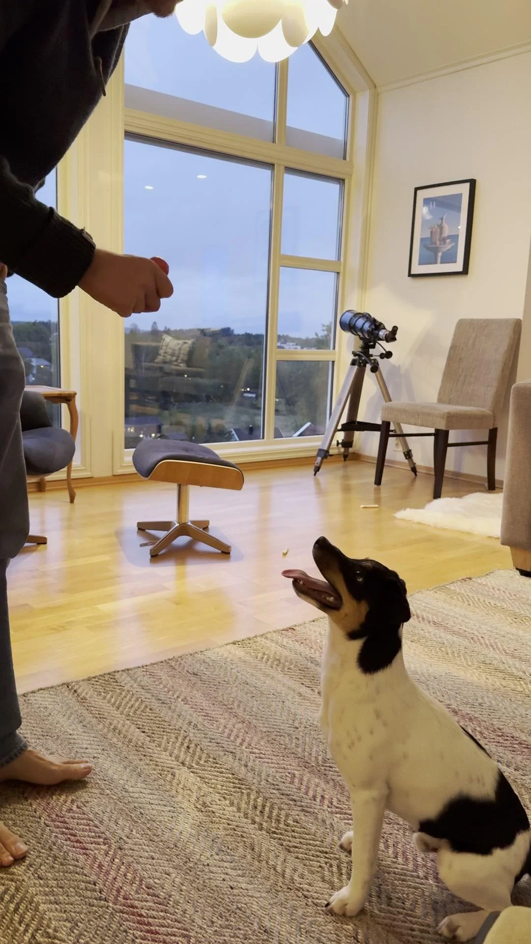 Tintin – 04.10.2025, video 59