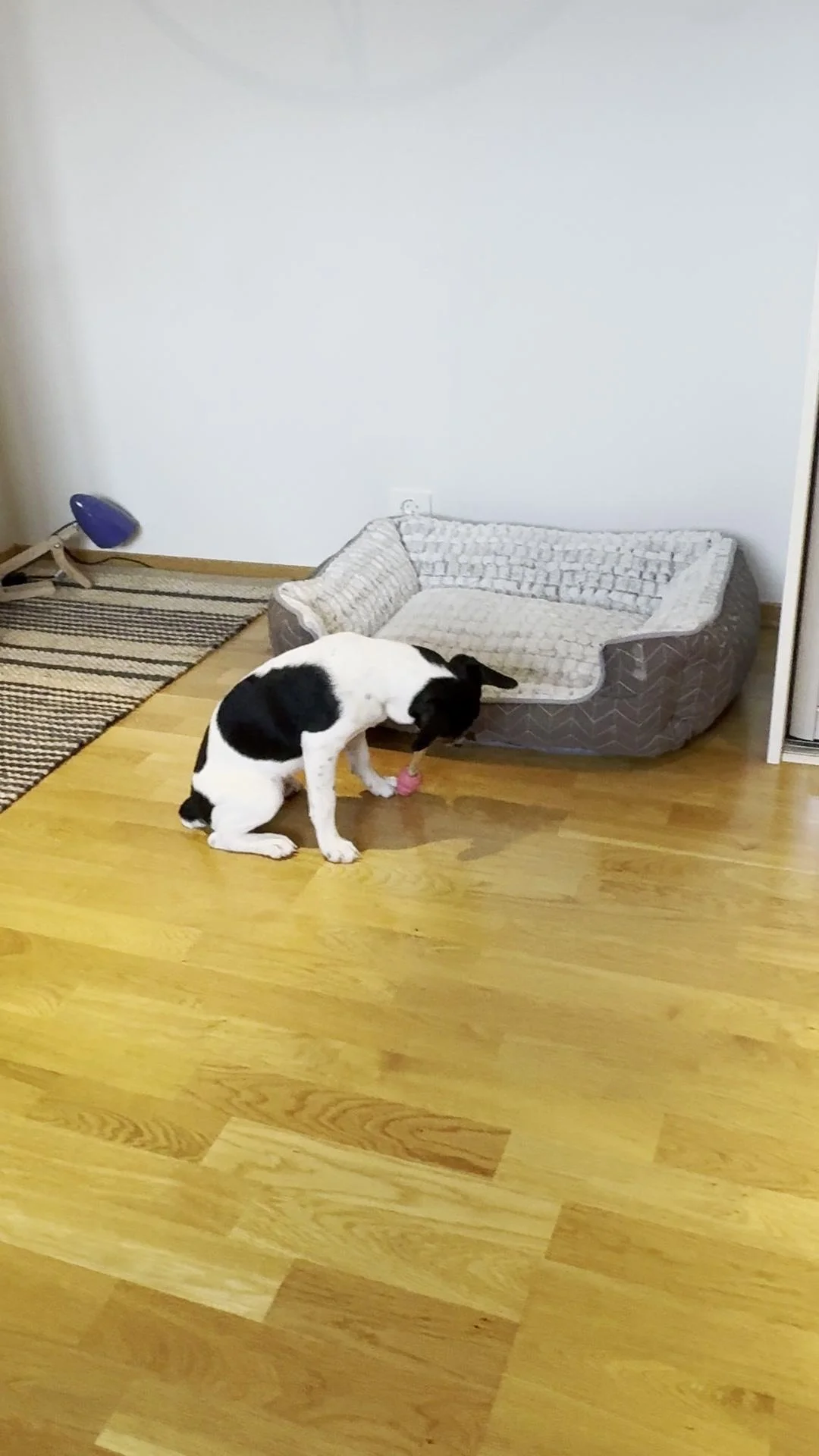 Tintin – 31.07.2025, video 96