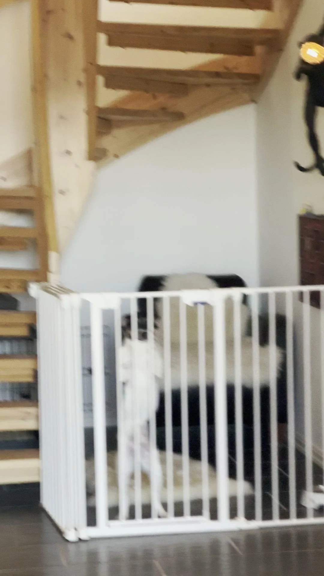 Tintin – 20.11.2025, video 41