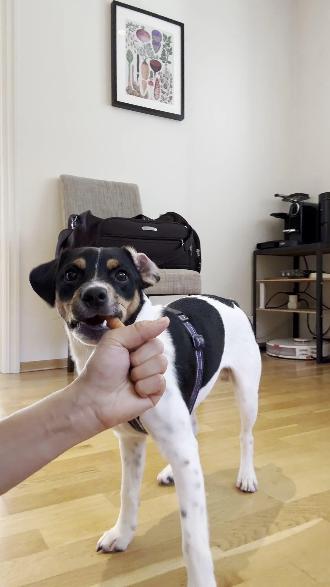 Tintin – 17.10.2025, video 52
