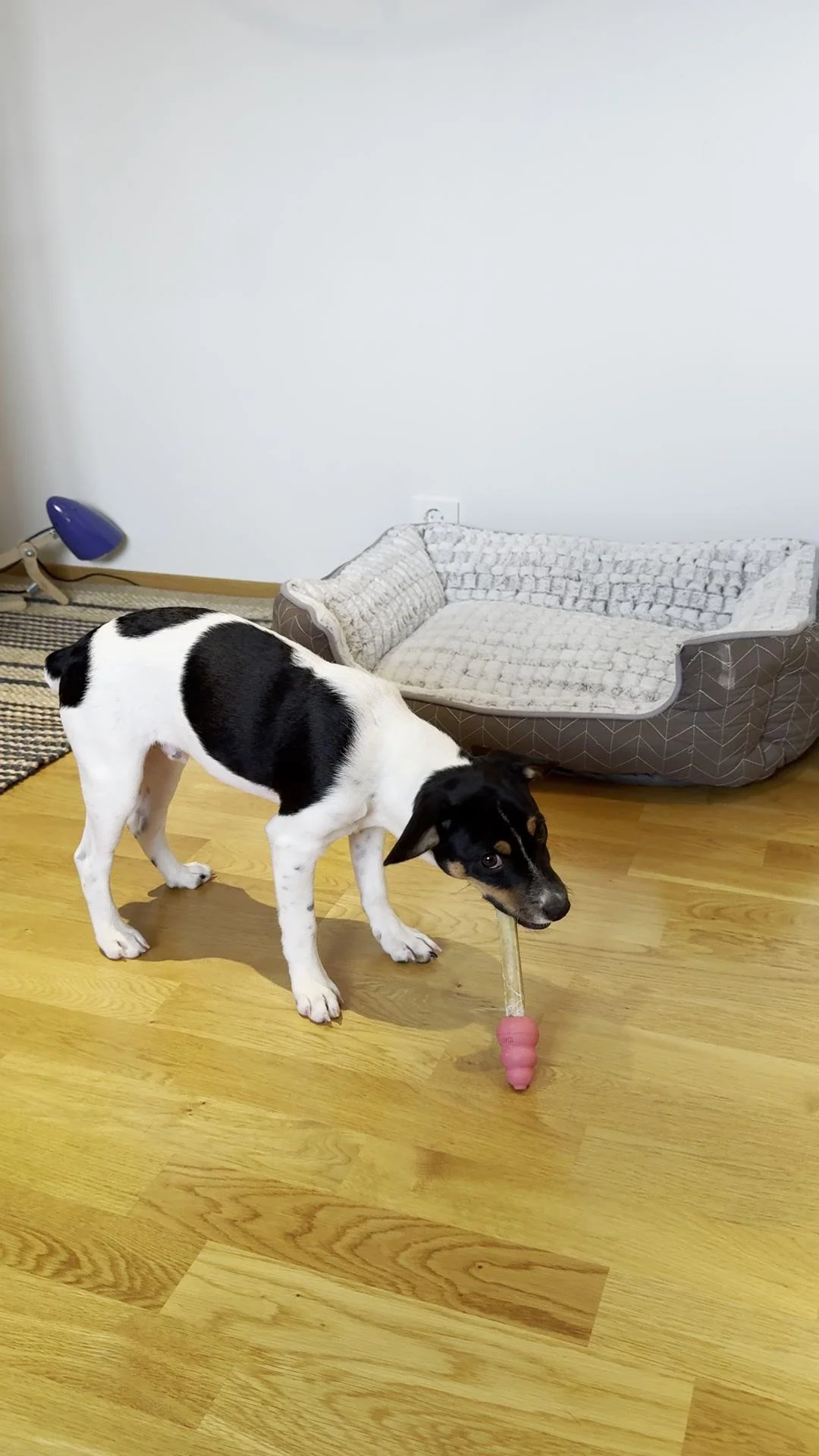 Tintin – 31.07.2025, video 94