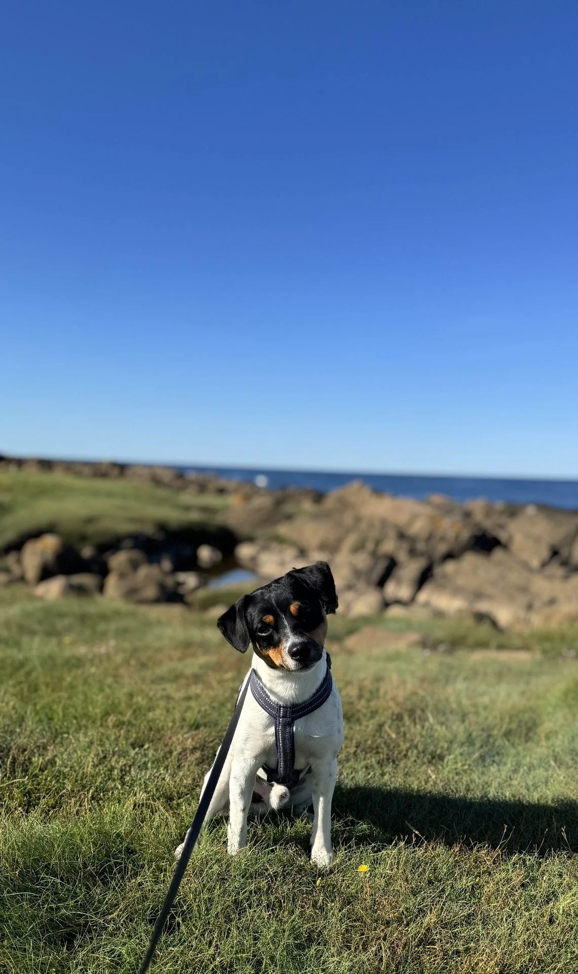 Tintin – 21.07.2026, bilde 21