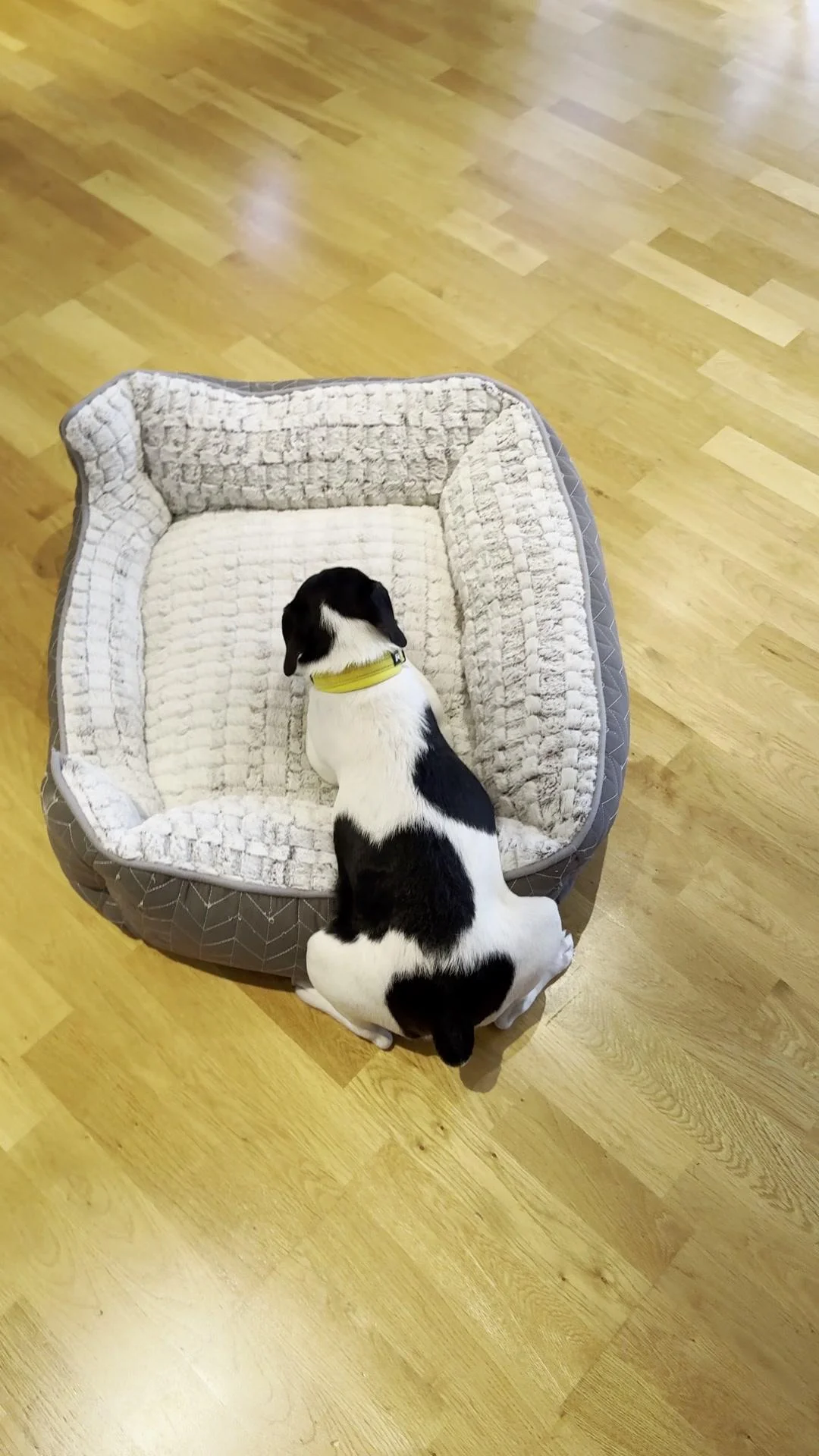 Tintin – 29.08.2025, video 76