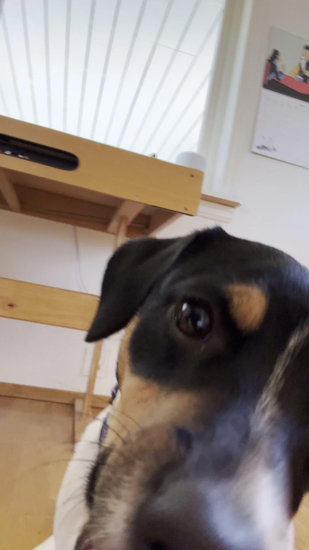 Tintin – 17.10.2025, video 53