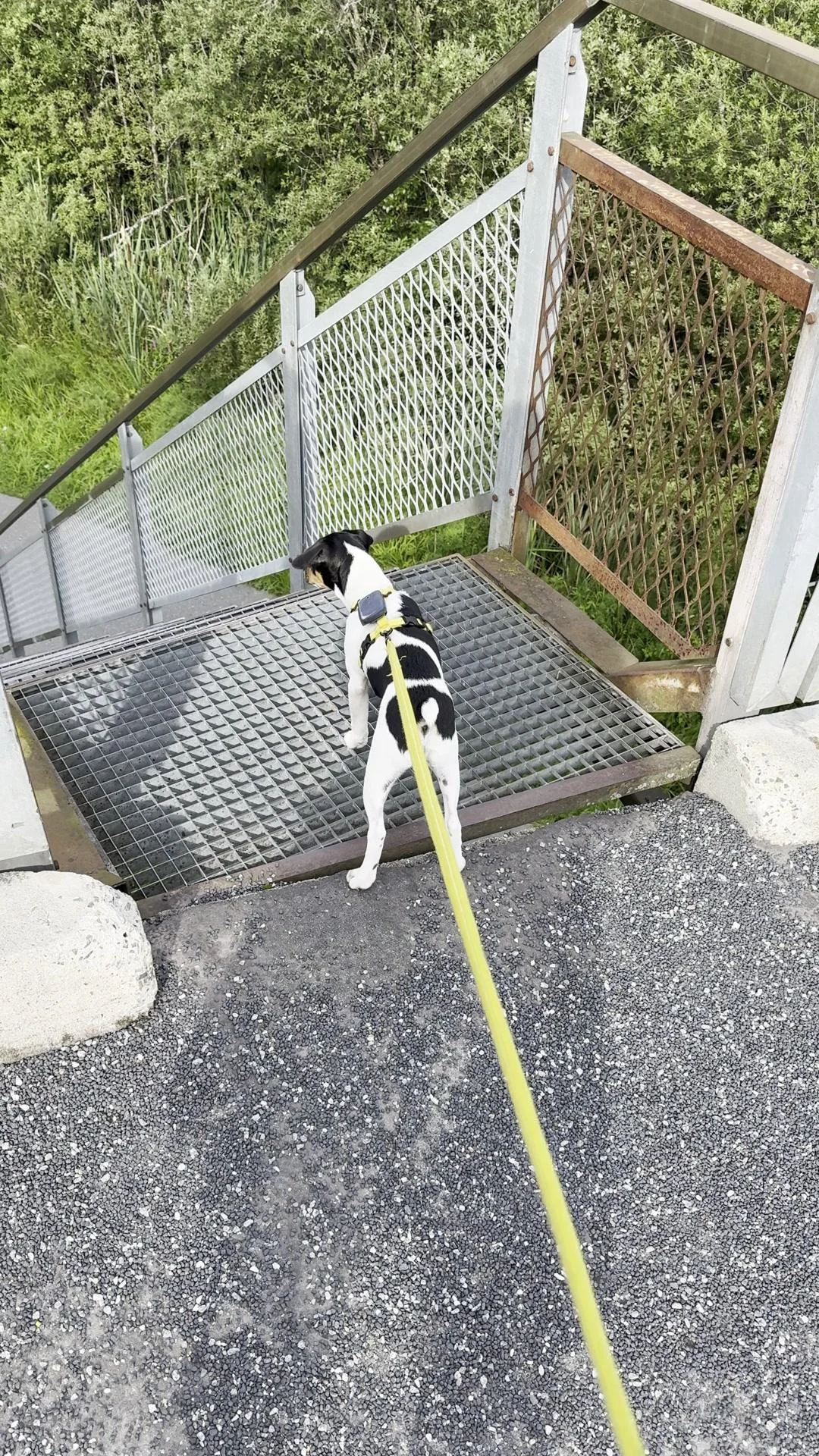 Tintin – 01.08.2025, video 93