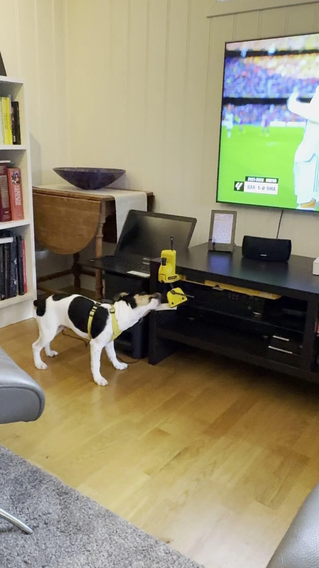 Tintin – 27.07.2025, video 100