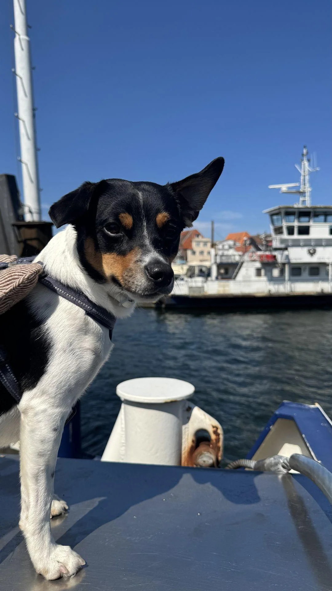 Tintin – 14.07.2026, bilde 29