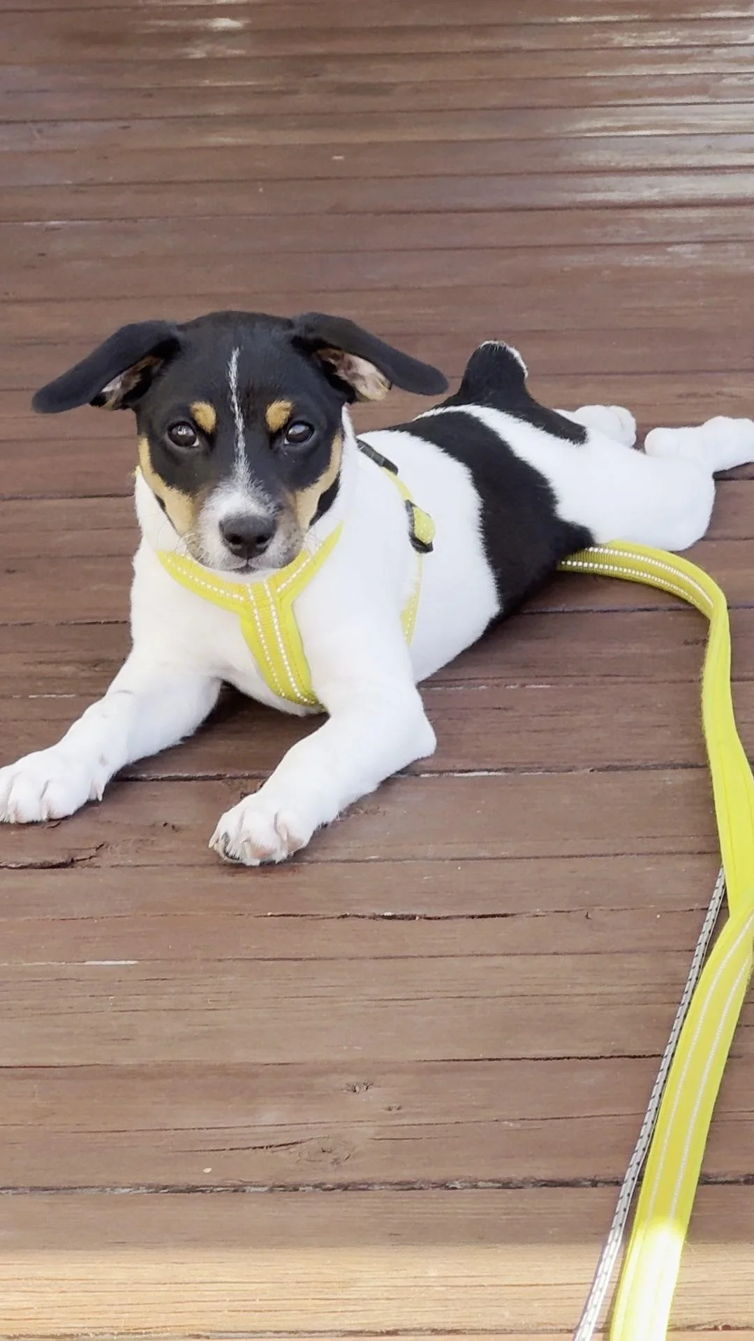 Tintin – 30.06.2025, video 114