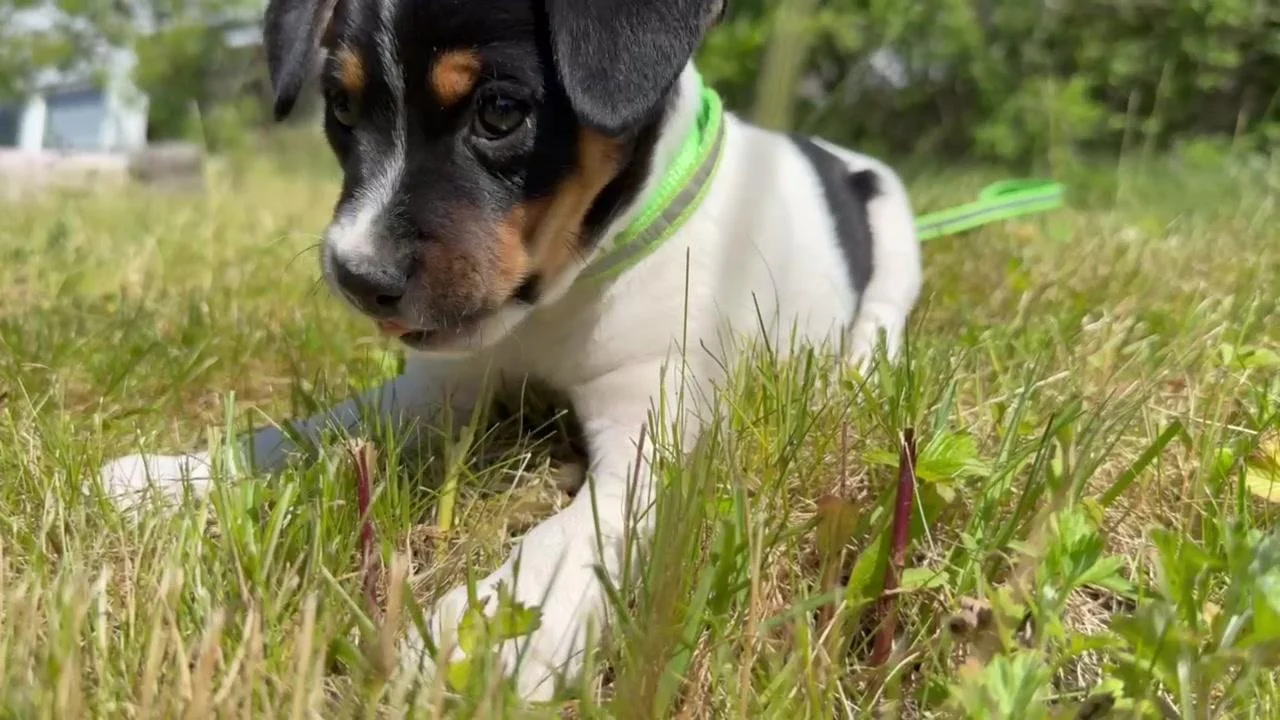 Tintin – 31.05.2025, video 130