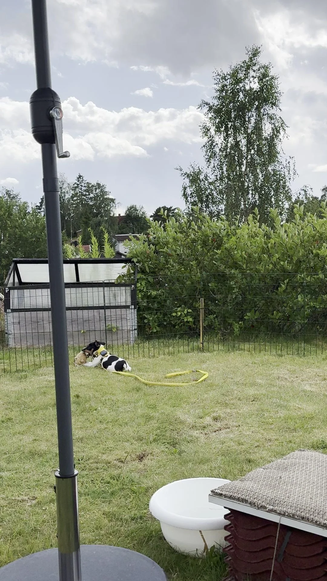 Tintin – 03.07.2025, video 112